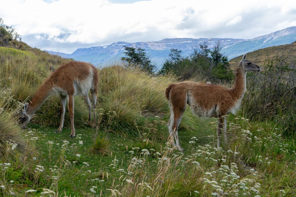 Lamy v Národním Parku Patagonia